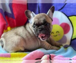 French Bulldog Puppy for sale in BOSTON, MA, USA