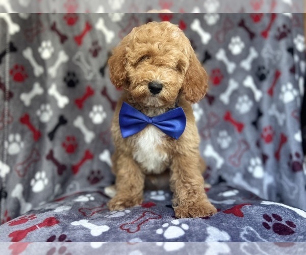 Medium Photo #2 Poodle (Miniature) Puppy For Sale in LAKELAND, FL, USA