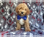 Small #1 Poodle (Miniature)