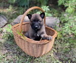 Small #10 Belgian Malinois