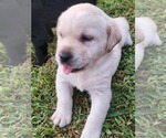 Small Photo #3 Labrador Retriever Puppy For Sale in HICKORY, NC, USA