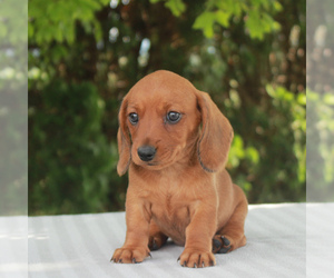 Dachshund Puppy for sale in GAP, PA, USA