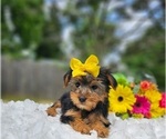 Small #1 Yorkshire Terrier