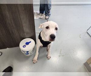 American Pit Bull Terrier-Unknown Mix Dogs for adoption in Ocala, FL, USA
