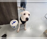 Small American Pit Bull Terrier Mix