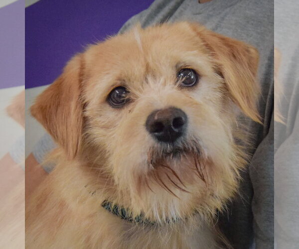Medium Photo #1 Parson Russell Terrier-Unknown Mix Puppy For Sale in Huntley, IL, USA