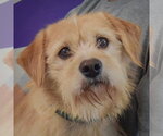 Oliver - Male Parson Russell Terrier-Unknown Mix Dog for Adoption - Small photo