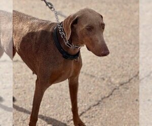 Doberman Pinscher Dogs for adoption in Vail, AZ, USA