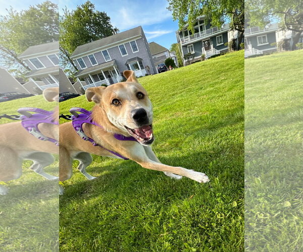 Medium Photo #15 Labrador Retriever-Unknown Mix Puppy For Sale in Oakhurst, NJ, USA