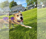 Small #14 Labrador Retriever Mix