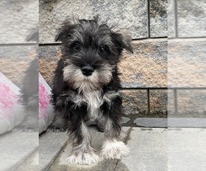 Schnauzer (Miniature) Puppy for sale in CANOGA, NY, USA