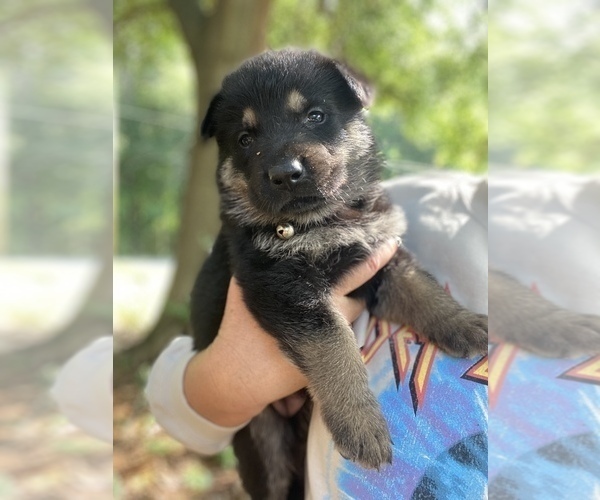 Medium Photo #1 German Shepherd Dog Puppy For Sale in CARROLLTON, GA, USA