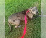 Small #4 Catahoula Leopard Dog Mix