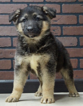 Medium Photo #3 German Shepherd Dog Puppy For Sale in NAPPANEE, IN, USA