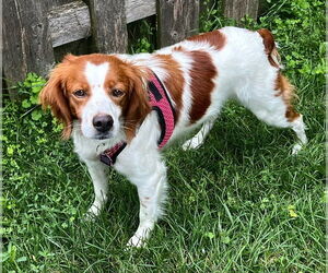 English Springer Spaniel Dogs for adoption in Mundelein, IL, USA