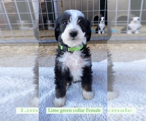 Bernedoodle Puppy for sale in SPANISH FORK, UT, USA