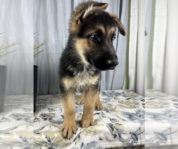 Medium Photo #10 German Shepherd Dog Puppy For Sale in GREENWOOD, IN, USA