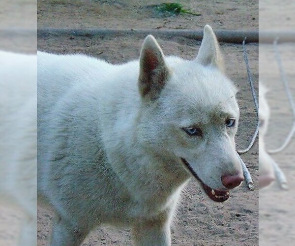 Medium Photo #2 Siberian Husky Puppy For Sale in Pacific grove , CA, USA
