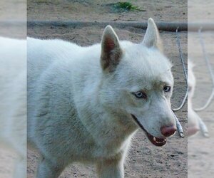 Blossom - Female Siberian Husky Dog for Adoption - Photo #2