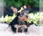 Small Photo #88 Yorkshire Terrier Puppy For Sale in WARSAW, IN, USA