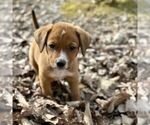 Mutt Dogs for adoption in Spring Lake, NC, USA