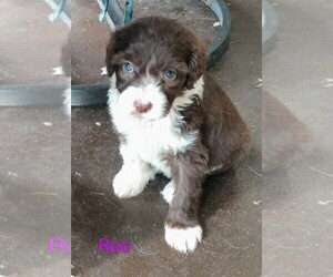 Aussiedoodle Puppy for sale in MARION, TX, USA