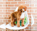 Small Photo #1 Poodle (Toy) Puppy For Sale in SYRACUSE, IN, USA
