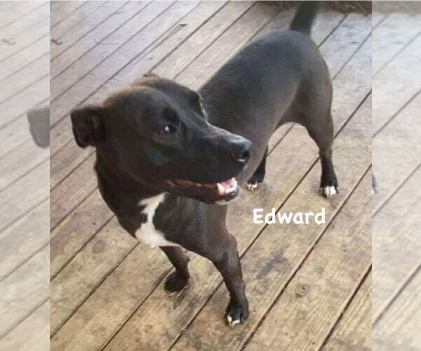 Medium Photo #1 Mutt Puppy For Sale in Ridgefield, CT, USA