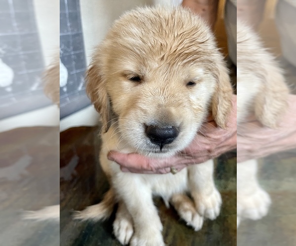Medium Photo #1 Golden Retriever Puppy For Sale in NEOSHO, MO, USA