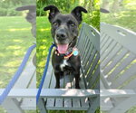 Small #1 Mutt