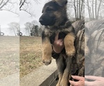Small Photo #8 German Shepherd Dog Puppy For Sale in INDIAN MOUND, TN, USA