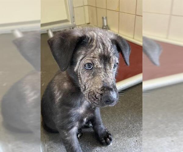 Medium Photo #2 Labrador Retriever-Unknown Mix Puppy For Sale in Corpus Christi, TX, USA
