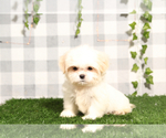 Small #1 Shih Tzu