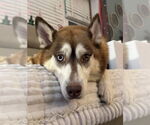Karma - Female Siberian Husky Dog for Adoption - Small photo