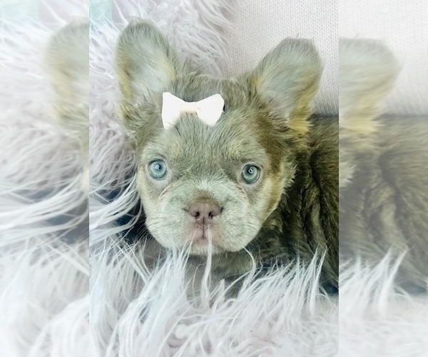 Medium Photo #9 French Bulldog Puppy For Sale in TAMPA, FL, USA