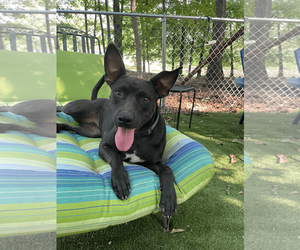 Mutt Dogs for adoption in Greenville, SC, USA