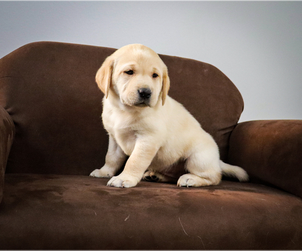Medium Photo #4 Labrador Retriever Puppy For Sale in STALLION SPRINGS, CA, USA