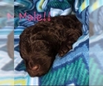 Small Photo #5 Labradoodle Puppy For Sale in OTTAWA, OH, USA