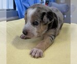 Small Photo #4 Catahoula Leopard Dog-Unknown Mix Puppy For Sale in Kanab, UT, USA