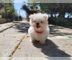 Small Photo #3 Shih-Poo Puppy For Sale in LOS ANGELES, CA, USA