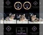 Small #8 French Bulldog
