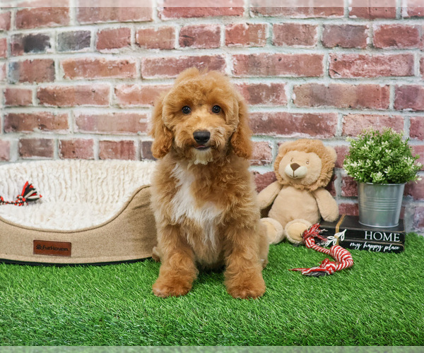 Medium Photo #4 Poodle (Miniature) Puppy For Sale in SYRACUSE, IN, USA