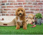 Small #3 Poodle (Miniature)