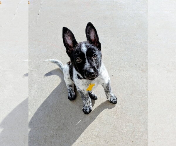 Medium Photo #6 Collie-Unknown Mix Puppy For Sale in Sandy, UT, USA