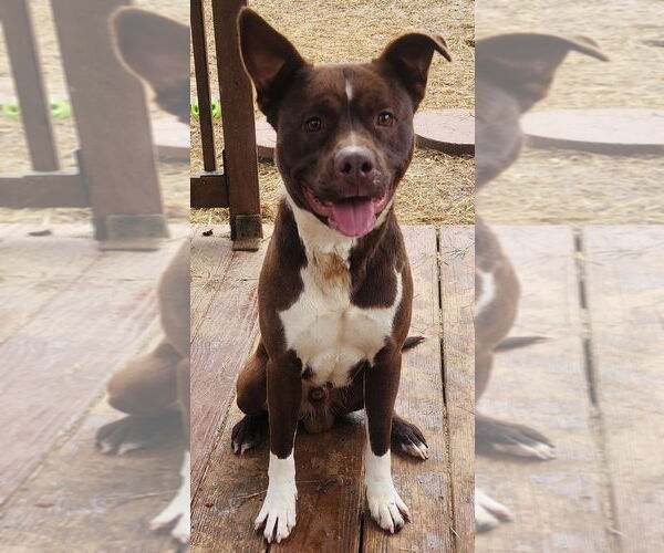 Medium Photo #3 American Pit Bull Terrier-Unknown Mix Puppy For Sale in Wetumpka, AL, USA