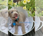 Small Photo #20 Labrador Retriever Puppy For Sale in HARLEM, GA, USA