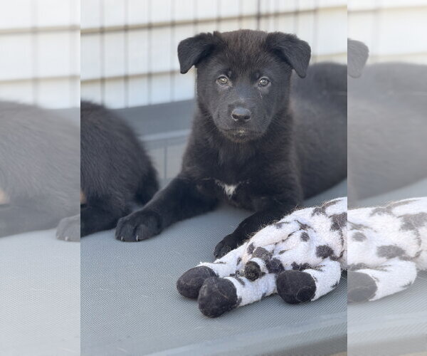Medium Photo #1 Labrador Retriever-Unknown Mix Puppy For Sale in San Diego, CA, USA
