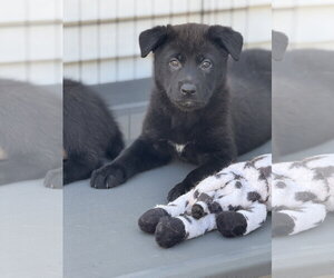 Labrador Retriever-Unknown Mix Dogs for adoption in San Diego, CA, USA