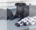 Small Labrador Retriever Mix