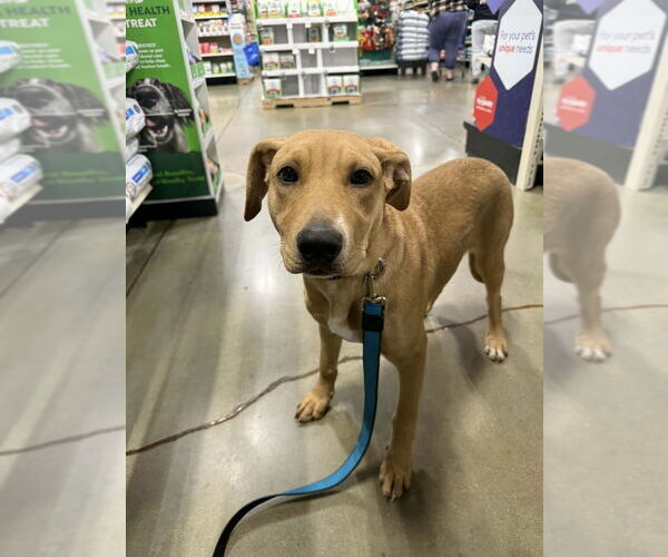 Medium Photo #1 Doberman Pinscher-Labrador Retriever Mix Puppy For Sale in Aurora, IN, USA